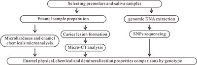 Variation in Enamel Formation Genes Influences Enamel Demineralization In Vitro in a Streptococcus mutans Biofilm Model